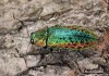 krasec lipový (Brouci), Lamprodila rutilans, Buprestidae (Coleoptera)